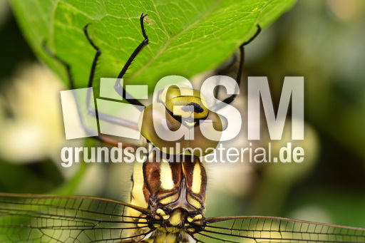 Blaugrüne Mosaikjungfer  (22).jpg